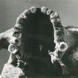 dentalwear_sb.jpg (29522 bytes)